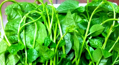 Mồng tơi – rau “vàng” cho bé ăn dặm - 1