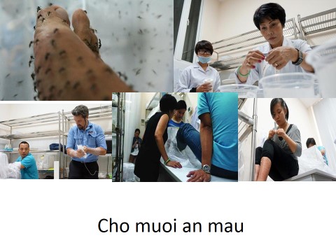 1443415303-sot-xuat-huyet “Tiêm vắc xin cho muỗi” để phòng bệnh sốt xuất huyết - 1