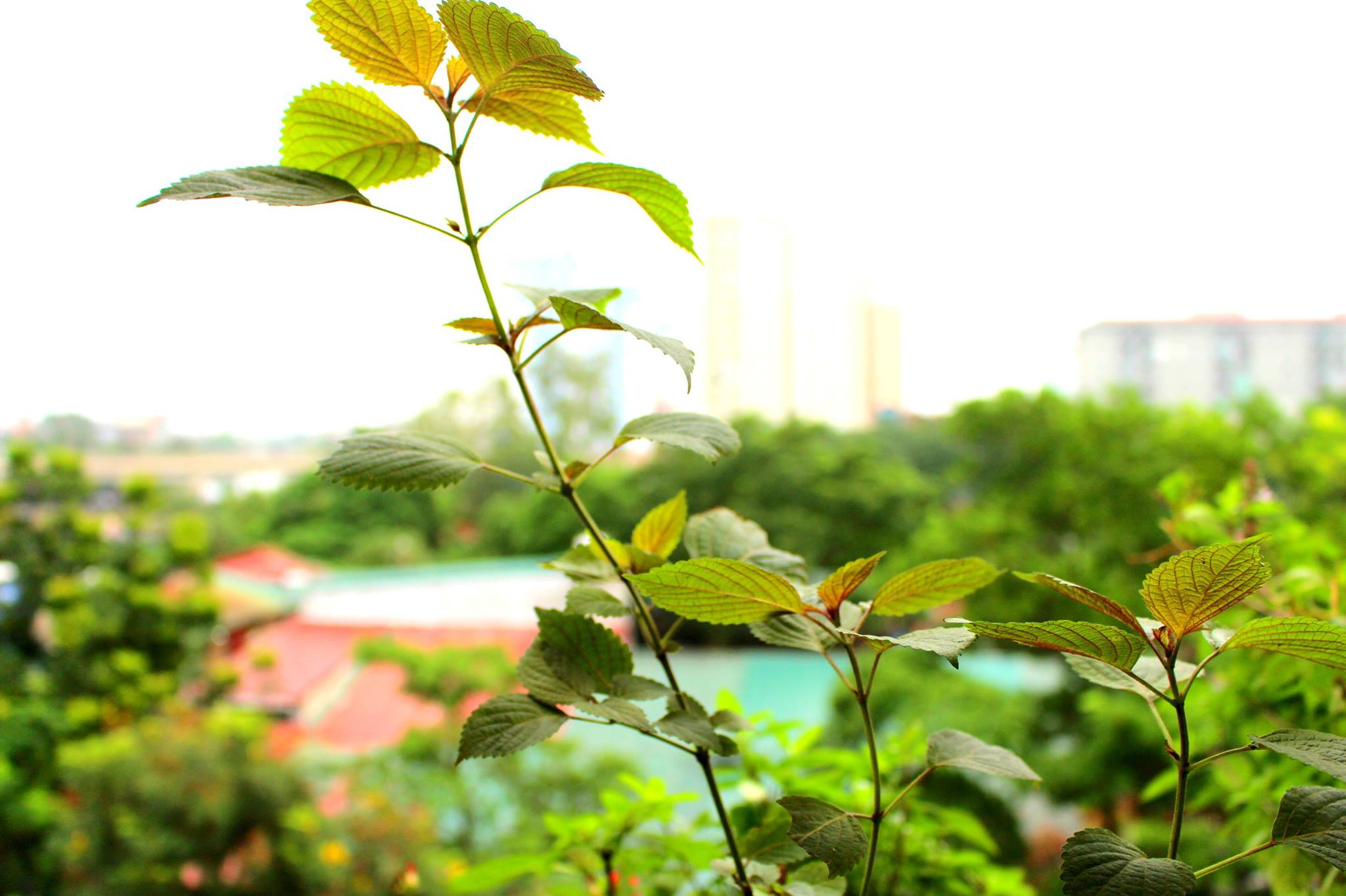 1443693220-12055188_994604263894525_928332430_o Hai tháng trồng tía tô cho bé ăn giải cảm - 3