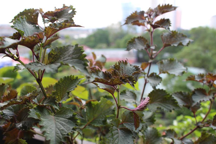 1443693220-12064371_995738207114464_873106900_n Hai tháng trồng tía tô cho bé ăn giải cảm - 1