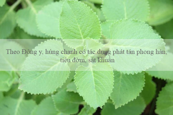 cach-chua-tri-ho-co-dom-cho-tre-khong-can-den-khang-sinh-tri-ho-tieu-dom-3-1474863336-width600height401