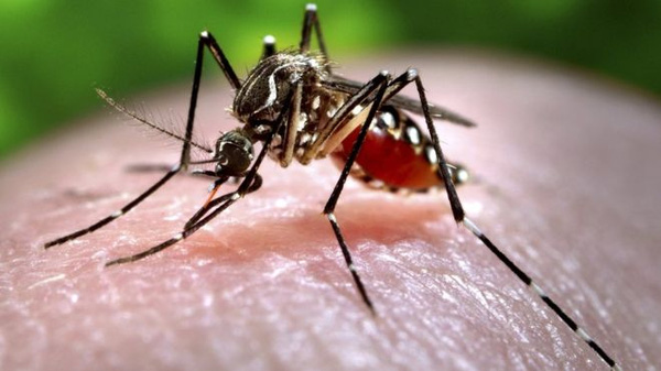 virus-zika201